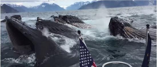 美国阿拉斯加复活湾数十头座头鲸突然冲出超壮观