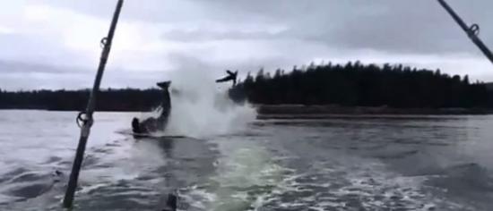 美国阿拉斯加杀人鲸（虎鲸）甩尾把一只海狮抛到空中