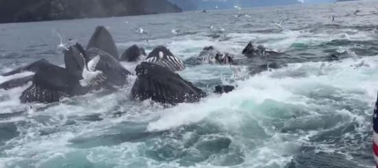 美国阿拉斯加复活湾数十头座头鲸突然冲出超壮观