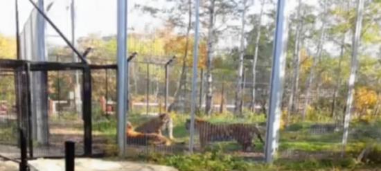 加拿大动物园3只老虎“死亡搏斗”吓坏高中生