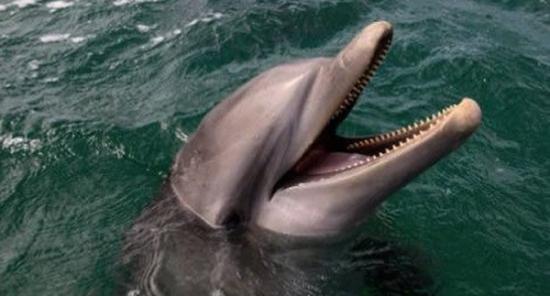 爱尔兰科克郡罕有发生海豚袭击人的事件