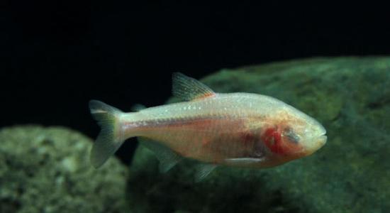 从盲眼洞穴鱼（blind cave fish）头部的管道密度来看，非常适于探测障碍物。