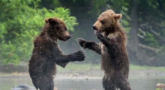 俄罗斯远东一处自然保护区两小棕熊见面“握手” 一同捕鱼