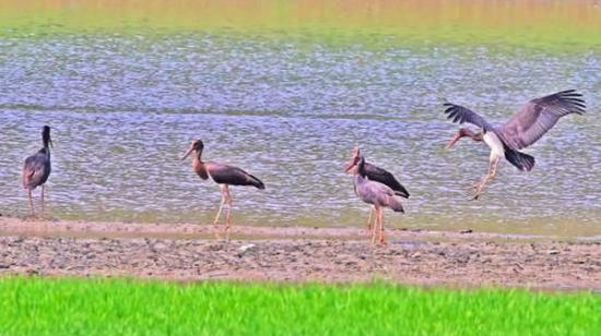 世界濒危珍禽、国家一级重点保护动物黑鹳现身湖北宜昌
