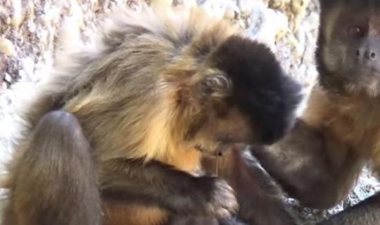 巴西卷尾猴竟会使用工具来挖鼻屎和清理牙垢
