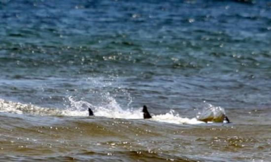 当局估计鲨鱼群被鱼尸吸引至亚拉巴马州海域