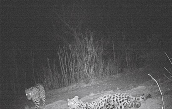 吉林省军区视频监控拍摄到野生远东豹“夫妻”