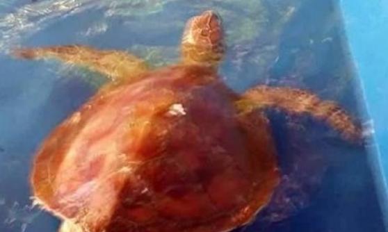 该只海龟因无法正常潜水，最终需要被人救起。
