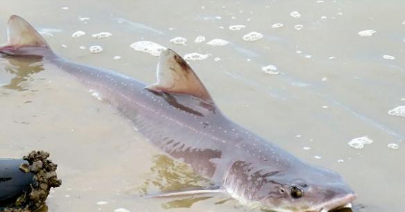 英国奇切斯特自然保护区附近浅海域无齿鲨鱼出没