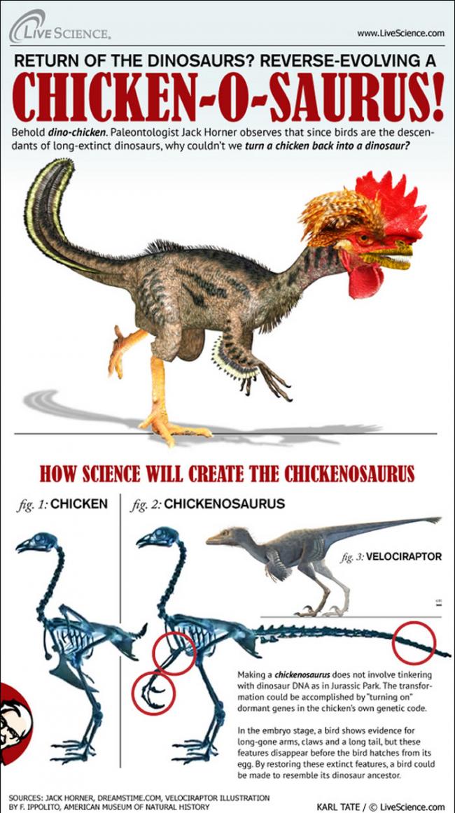 通过改变鸡的基因制造恐龙？