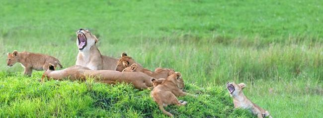 非洲坦桑尼亚塞伦盖提国家公园狮子家族一起望着镜头拍照