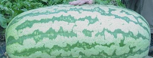 乌克兰外交部夸耀的巨型西瓜其实是美国在2013年培育的