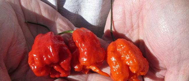 《BMJ Case Reports》：如果吃下世界上最辣的辣椒--“卡罗莱纳死神”会怎样？