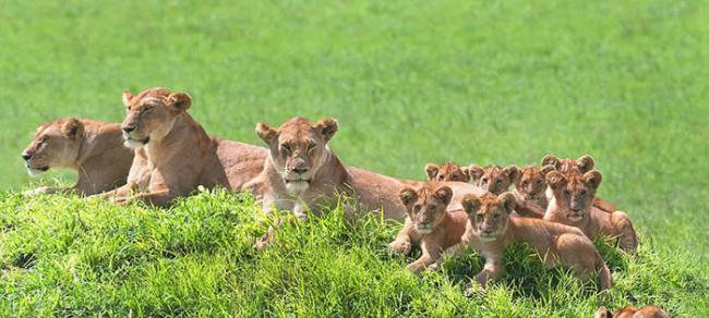 非洲坦桑尼亚塞伦盖提国家公园狮子家族一起望着镜头拍照