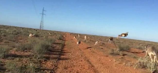 澳洲袋鼠群受惊在平原上慌乱狂窜