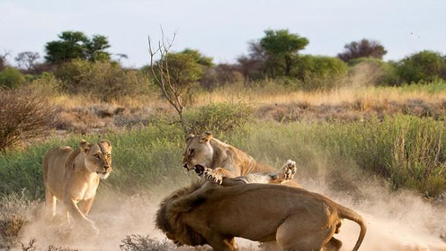 非洲博茨瓦纳母狮暴揍公狮吓跑“小三”