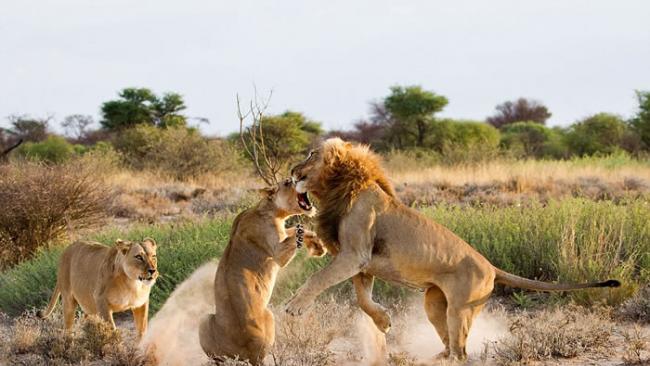 非洲博茨瓦纳母狮暴揍公狮吓跑“小三”