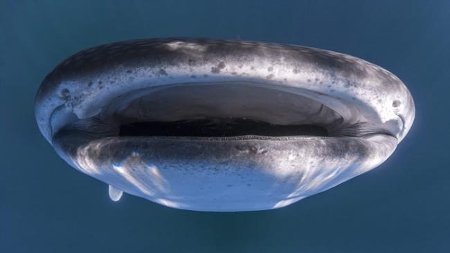 澳大利亚西海岸巨型鲸鲨游到搭载游客的小船底下