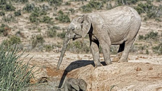 南非Addo大象国家公园大象妈妈救助受困泥水坑的小象
