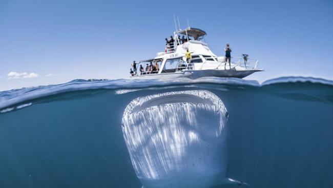 澳大利亚西海岸巨型鲸鲨游到搭载游客的小船底下