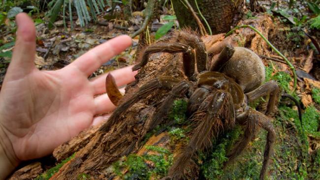 雨林中听到脚步声 原来是世界上最大的蜘蛛――南美巨人食鸟蛛