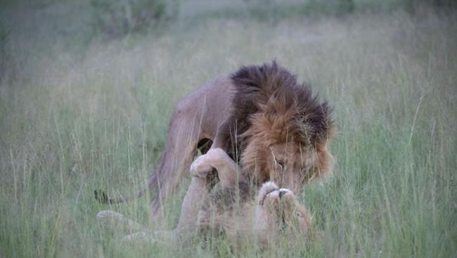 博茨瓦纳宽度河保护区两只雄狮居然亲密缠绵尝试交配