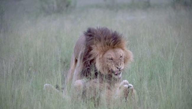 博茨瓦纳宽度河保护区两只雄狮居然亲密缠绵尝试交配