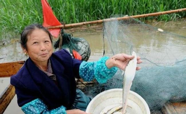 长江安庆段、芜湖段自上周三开始合法开捕刀鱼，为期一个月。