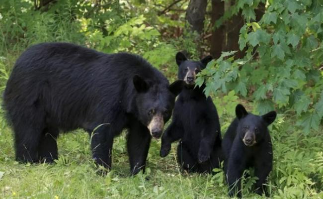 阿拉斯加州大部分地区都不准猎杀幼熊及母熊。