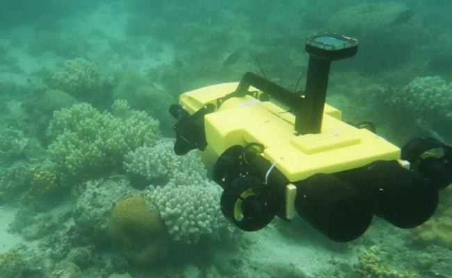巡逻机器人可用于侦测及捕猎棘冠海星。