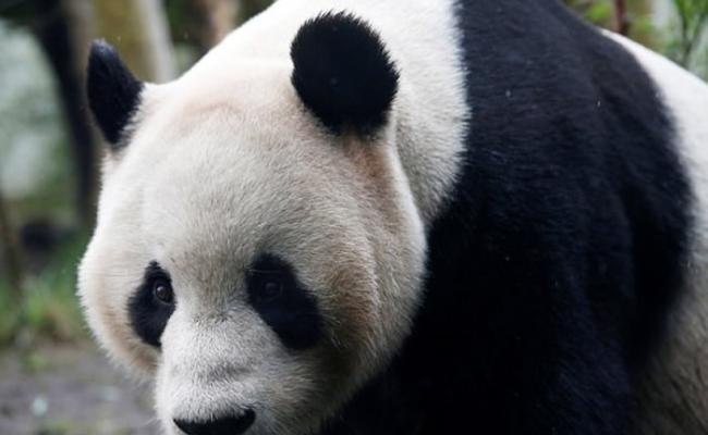 英国爱丁堡动物园大熊猫“甜甜”诞宝宝？网民表现心急