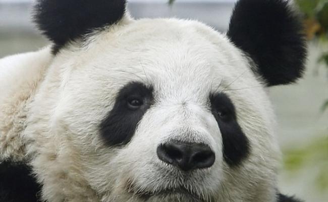 英国爱丁堡动物园大熊猫“甜甜”诞宝宝？网民表现心急