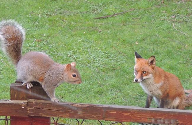 英国伦敦狐狸虎视眈眈 小松鼠拍窗求救