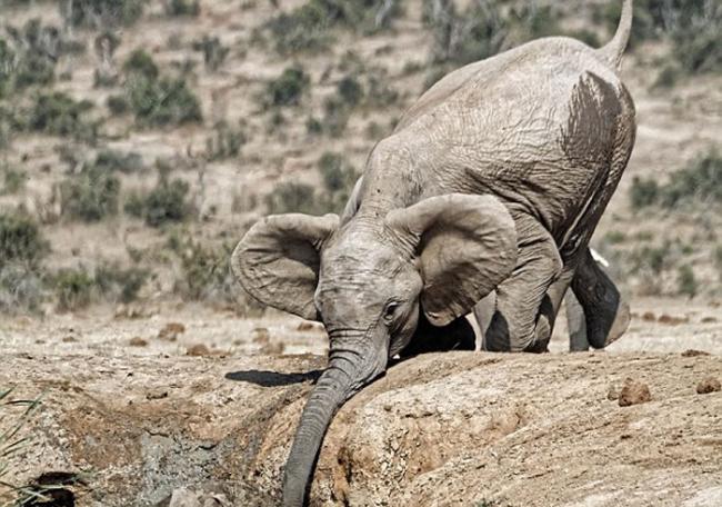 南非Addo大象国家公园大象妈妈救助受困泥水坑的小象