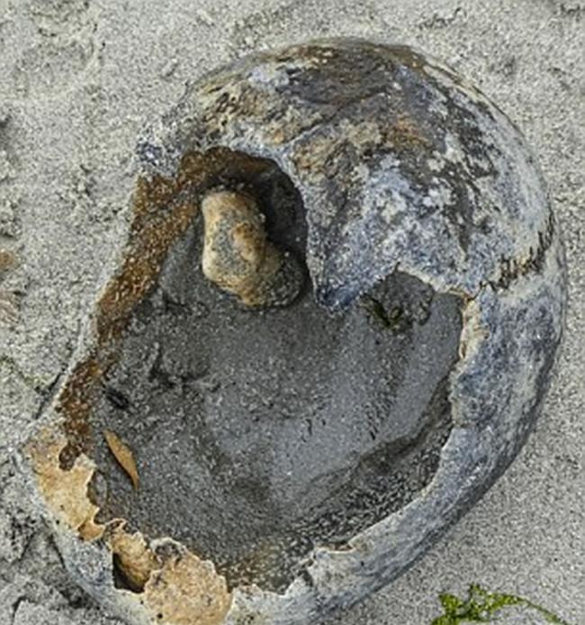 英国艺术家沙滩遛狗意外发现“大贝壳” 或是百年前船难死者头盖骨
