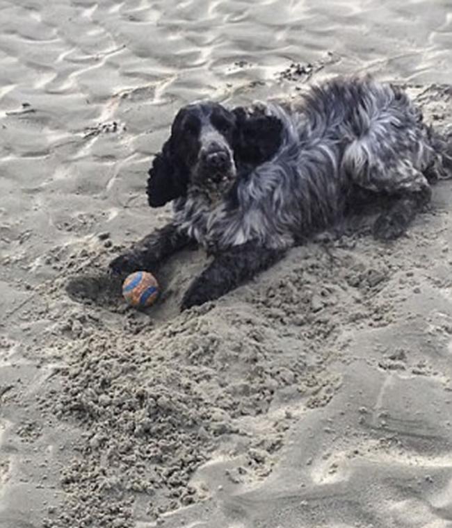 英国艺术家沙滩遛狗意外发现“大贝壳” 或是百年前船难死者头盖骨