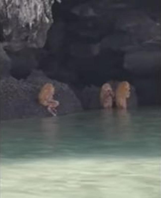 泰国海边惊见“半人半猿”谜样生物 诡异笛声伴奏游客呆住