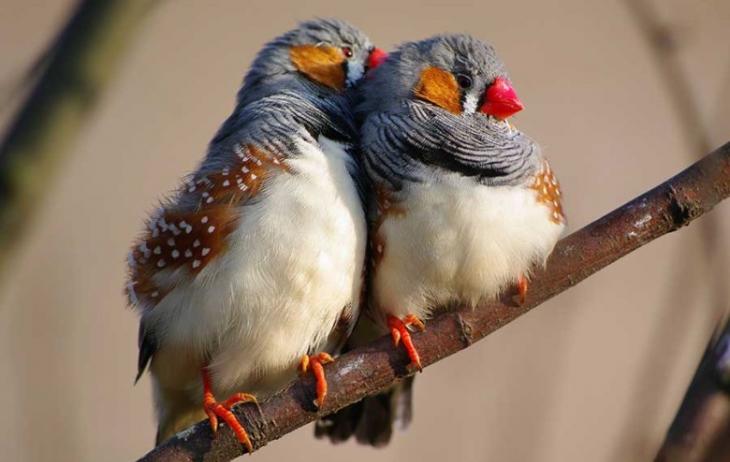 斑胸草雀懂得谈恋爱，交配更用功。