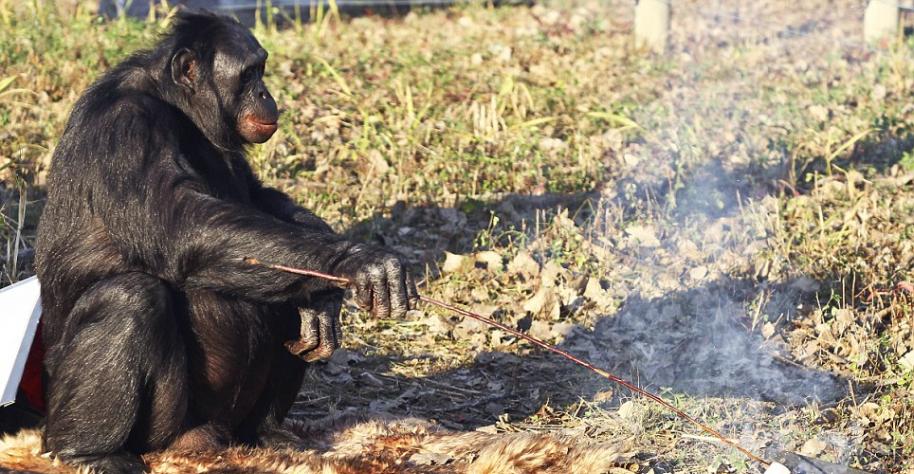 最新研究发现黑猩猩拥有大部分和烹饪有关的智力