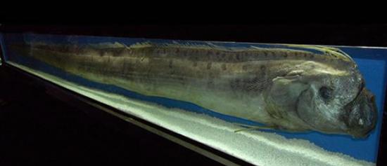 皇带鱼(Regalecus glesne)外形看起来像巨大的海蛇