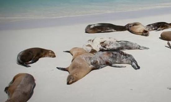 美国沙甸鱼数量急跌，令大量海狮饿死被冲水岸。
