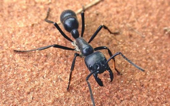 南美发现食肉性巨型热带蚁