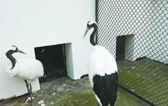 两只丹顶鹤被送到动物救助站进行隔离
