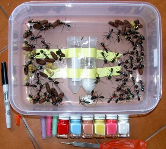 一群被标上记号的巨型热带蚁。颜色用于个体识别。