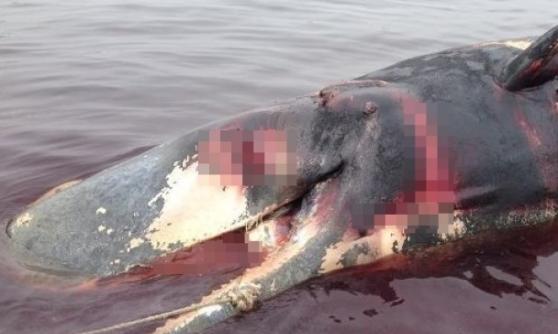 新加坡裕廊岛海域出现一条抹香鲸尸体
