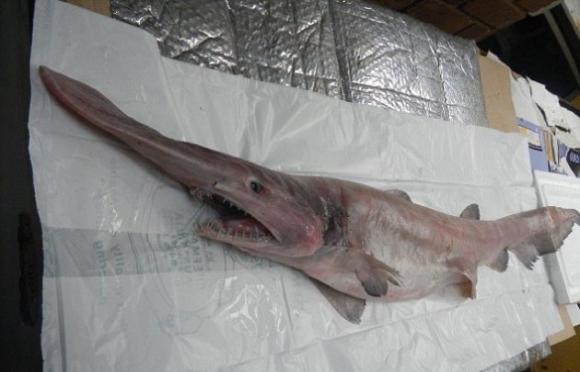 成熟的哥布林鲨长约3到4公尺