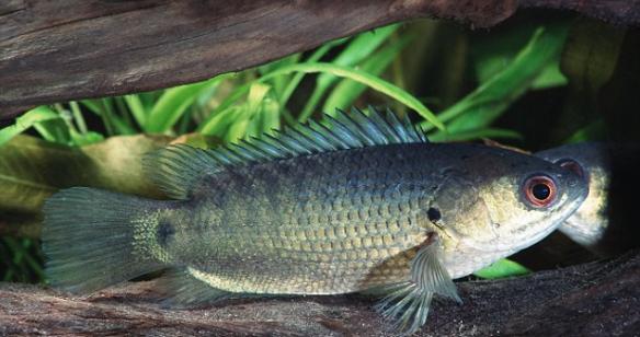 巴布亚新几内亚生活着一种非常奇特的“爬树鲈鱼”(climbing perch)
