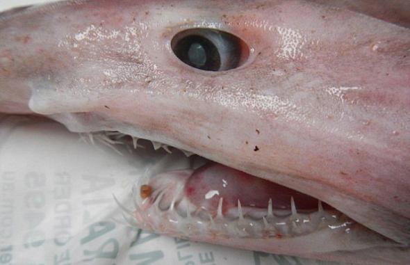 澳洲渔夫意外捕获到起源于1.25亿前的史前鲨鱼――哥布林鲨(Goblin Shark)