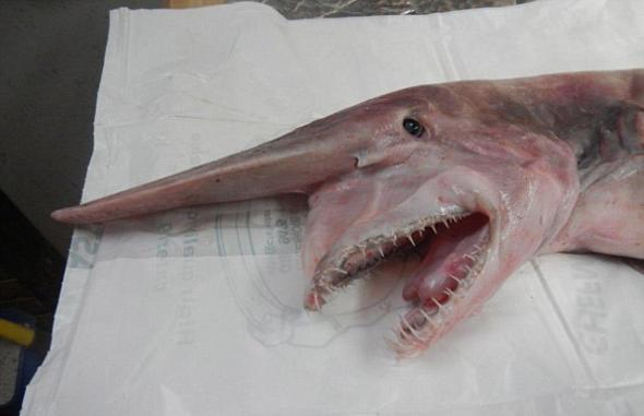 「哥布林鲨」(Goblin Shark)是起源自1亿2500万年前的剑吻鲨科