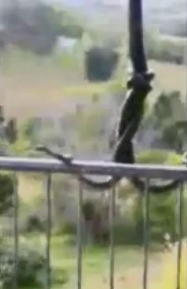澳洲昆士兰两条蟒蛇住宅露台外悬空扭斗 从3楼堕地